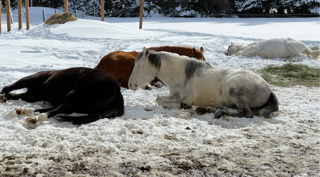 horses laying down in the snow for a relaxed nap after horse training in the horse centered boarding barn