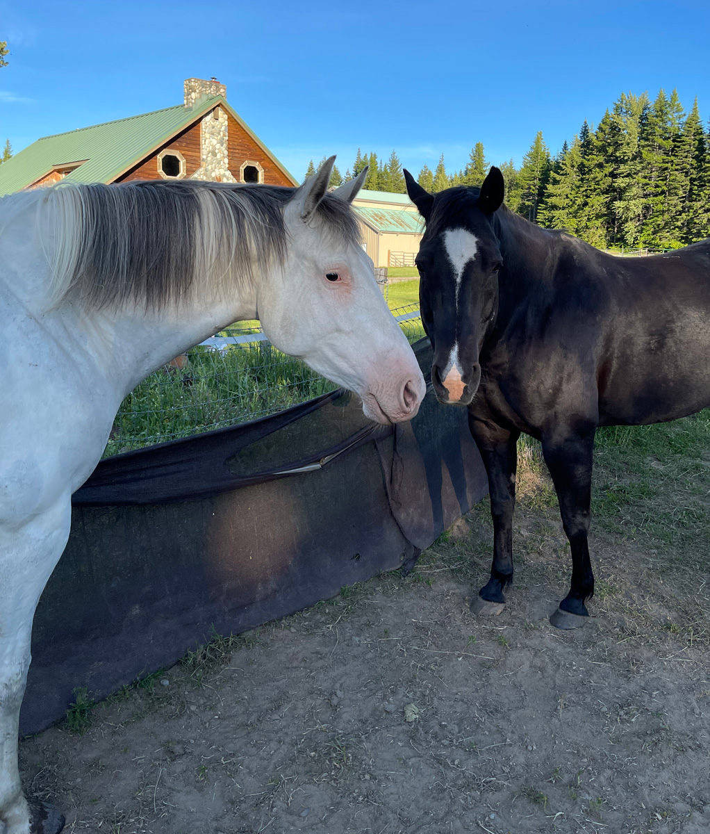 The Wooden Horse Farm The Wooden Horse